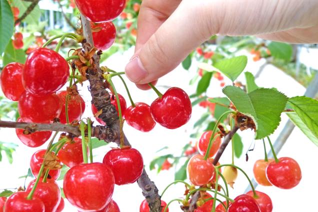 さくらんぼ狩り