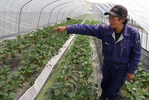 坂内いちご園でいちごの摘み方を教える坂内さん