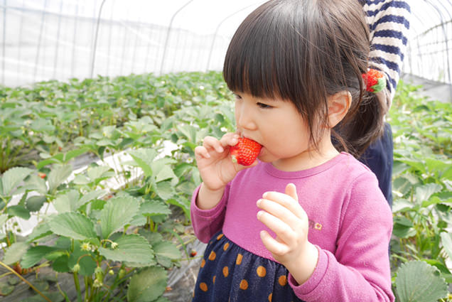 いちごを食べる次女