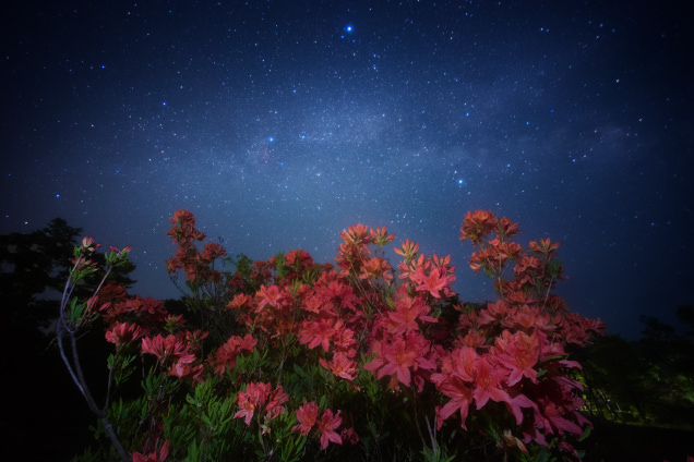 ツツジと夏の大三角形（治部坂高原・初夏）