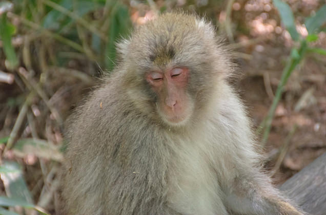 上高地のおサルさん