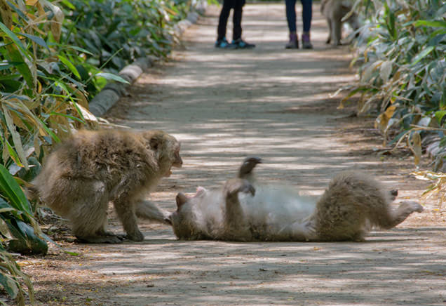 上高地のおサルさん