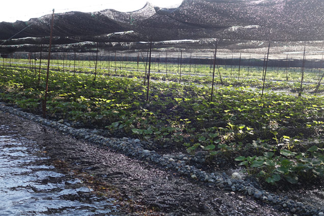 大王わさび農場　わさび畑