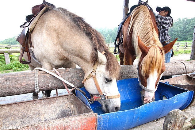シャロレー牧場　2頭の馬