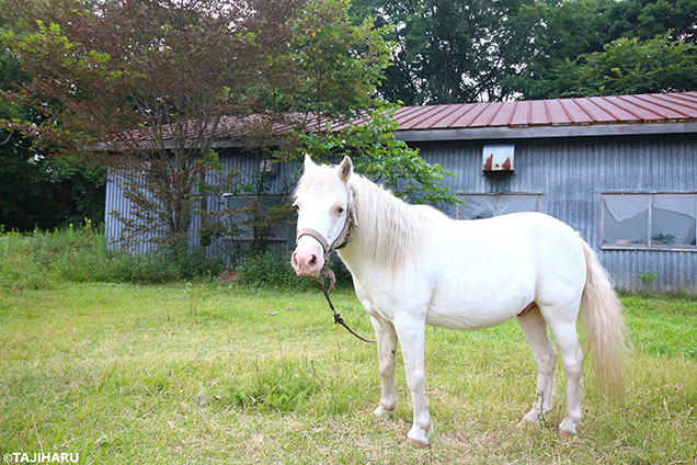 シャロレー牧場　白い馬