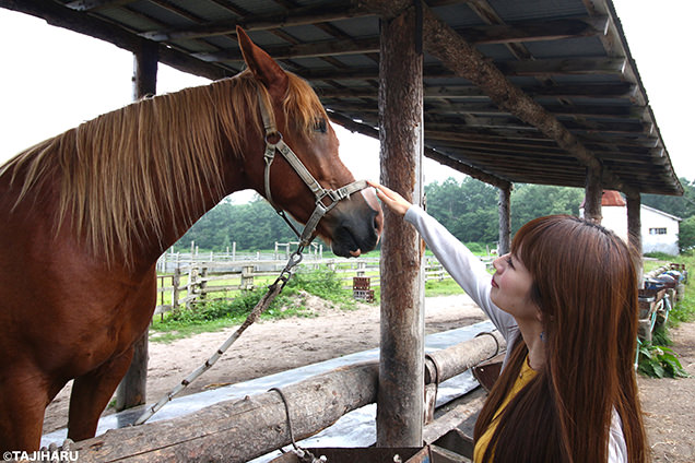 シャロレー牧場　馬との触れ合い