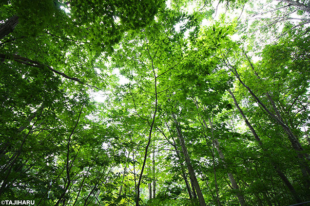 函館大沼プリンスホテル　周辺