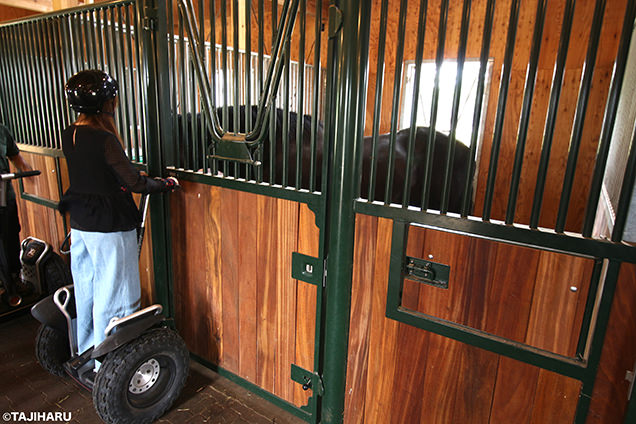 Paard Musée　セグウェイ体験