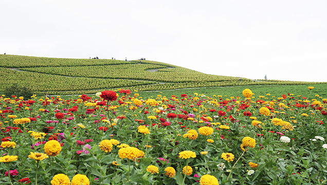 国営ひたち海浜公園　ジニア