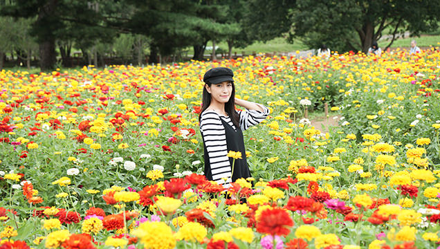 国営ひたち海浜公園　ジニア