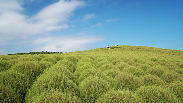 :国営ひたち海浜公園　コキア