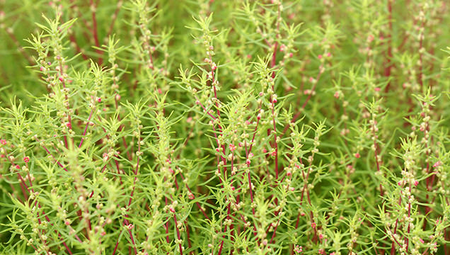 国営ひたち海浜公園　コキア