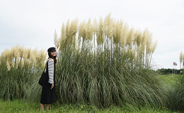 国営ひたち海浜公園　パンパスグラス