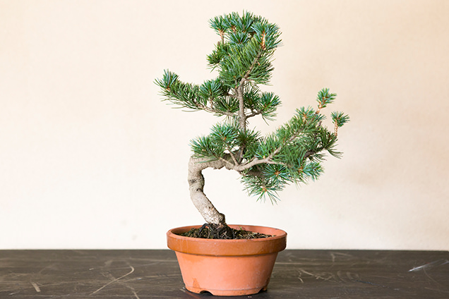 春花園　盆栽教室