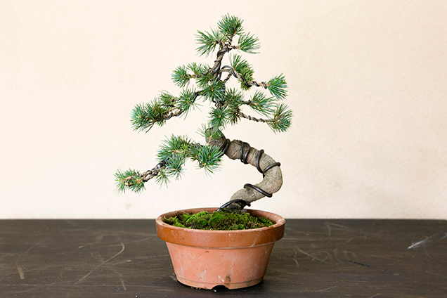 春花園　盆栽教室