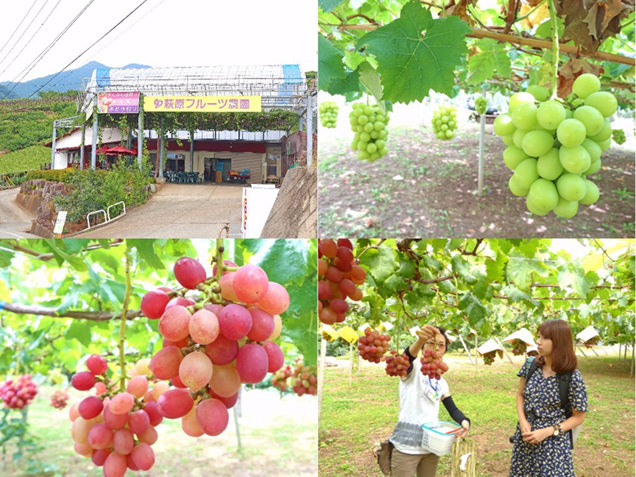 萩原フルーツ農園