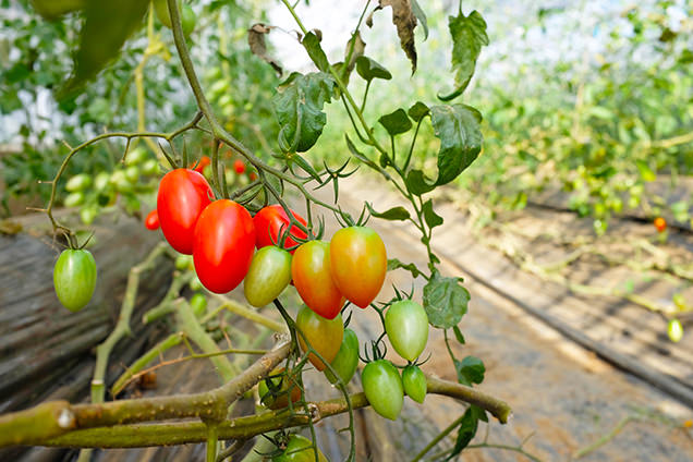 観音温泉　農場　収穫体験