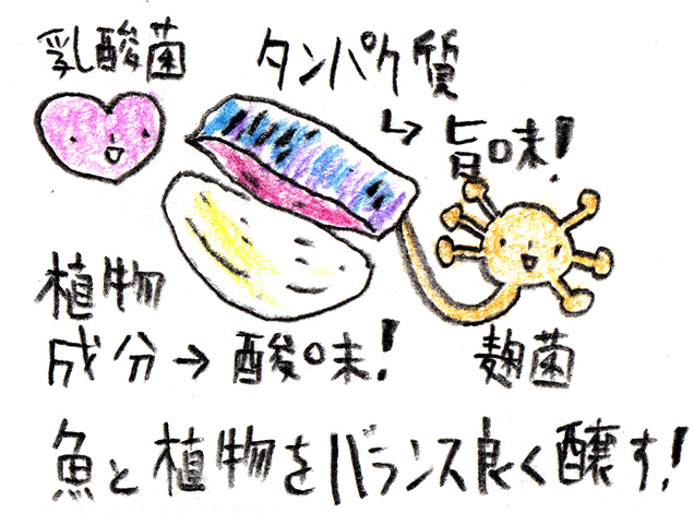 乳酸菌、麹菌イラスト