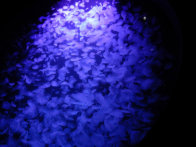 鶴岡市立加茂水族館　クラゲドリームシアター