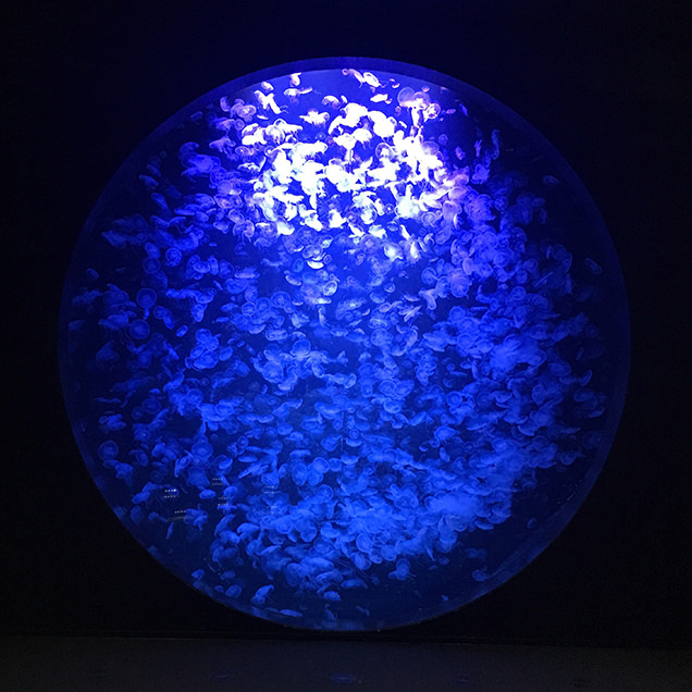 鶴岡市立加茂水族館　クラゲドリームセンター