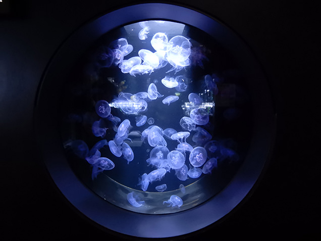 鶴岡市立加茂水族館　マレディベンシス