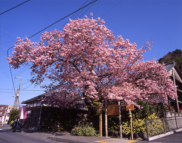 河津桜の原木