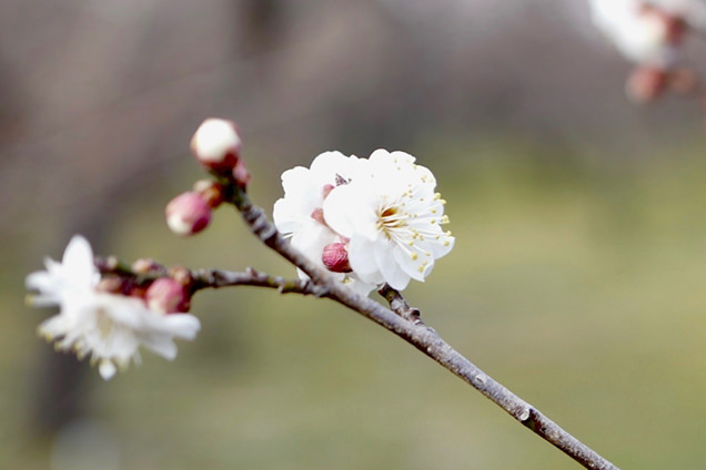 偕楽園　早咲きの梅