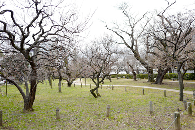 弘道館　梅