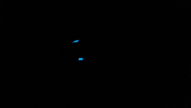 青く光るホタルイカ