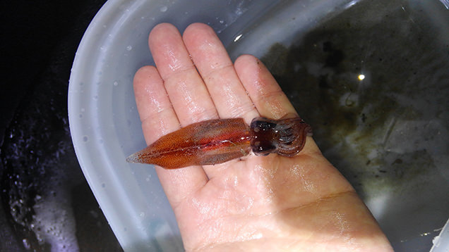 すくったホタルイカ