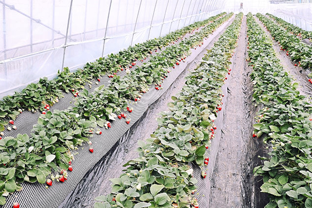 いちごの里　ビニールハウス内