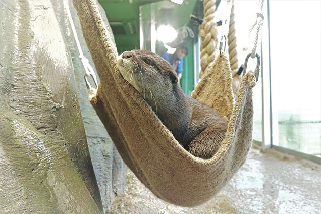 新江ノ島水族館　カワウソ