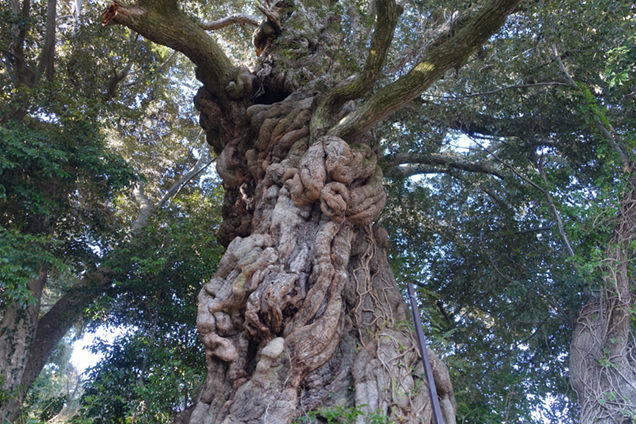 八幡宮来宮神社　シイの木