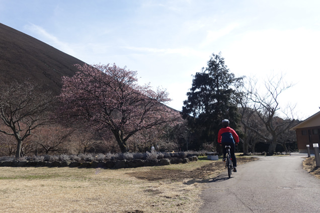 サイクリングツアー　大室山麓 さくらの里