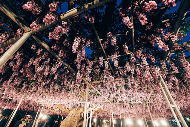 あしかがフラワーパーク　ライトアップされた藤