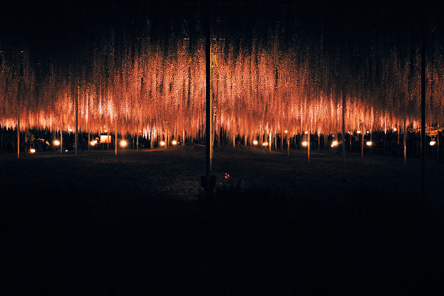 あしかがフラワーパーク　ライトアップされた藤　遠景