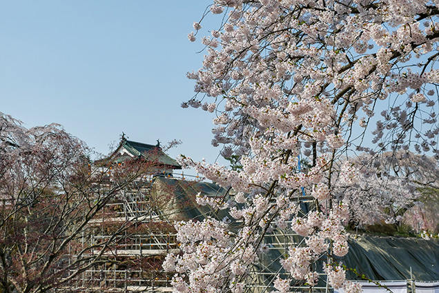 弘前公園　下乗橋からの桜と弘前城天守