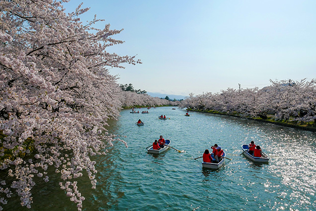 弘前公園　春陽橋からの桜とボート