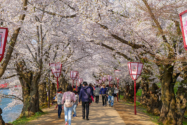弘前公園　西濠の桜並木
