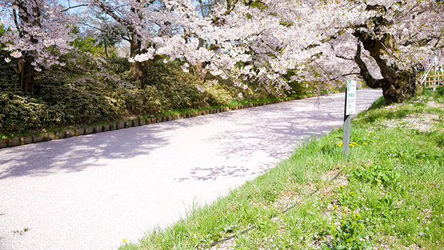 弘前公園　外濠の花筏
