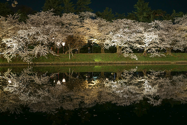 弘前公園　西濠の夜桜