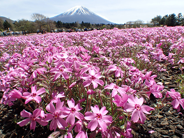 富士芝桜まつり　オータムローズと富士山