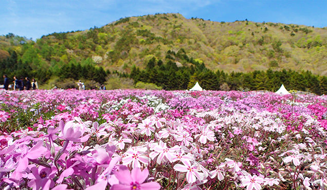 富士芝桜まつり　多摩の流れ