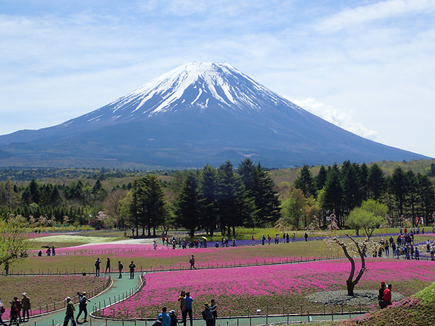 富士芝桜まつり　展望広場からの眺め