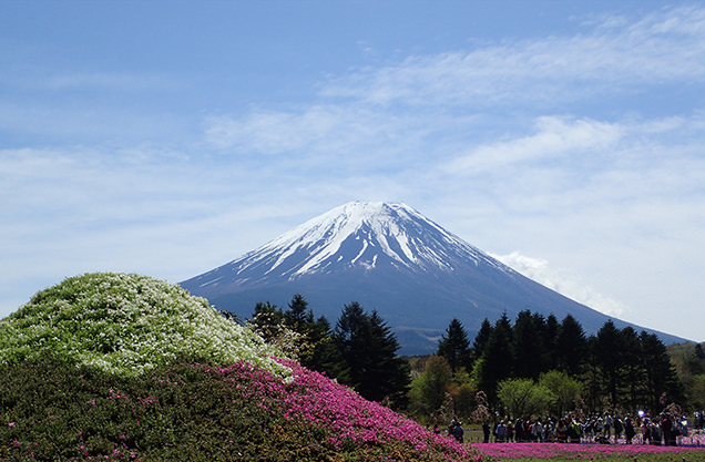 富士芝桜まつり　ミニ芝桜富士