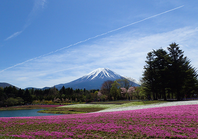 富士芝桜まつり　富士山と竜神池の芝桜