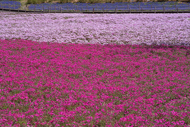 富士芝桜まつり　紅白ガーデン