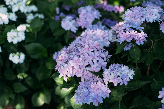長谷寺　あじさい