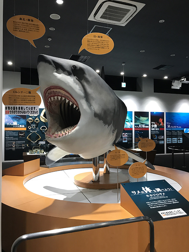 気仙沼駅　「海の市」でシャークミュージアム