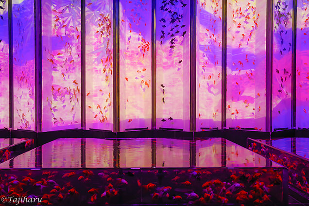 アートアクアリウム2018　「大政奉還金魚大屏風」